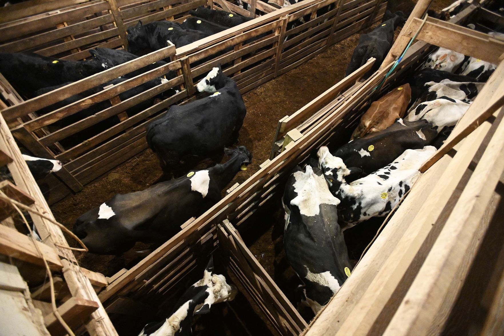 Carlisle Livestock Auction 21.JPG